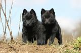 SCHIPPERKE 357